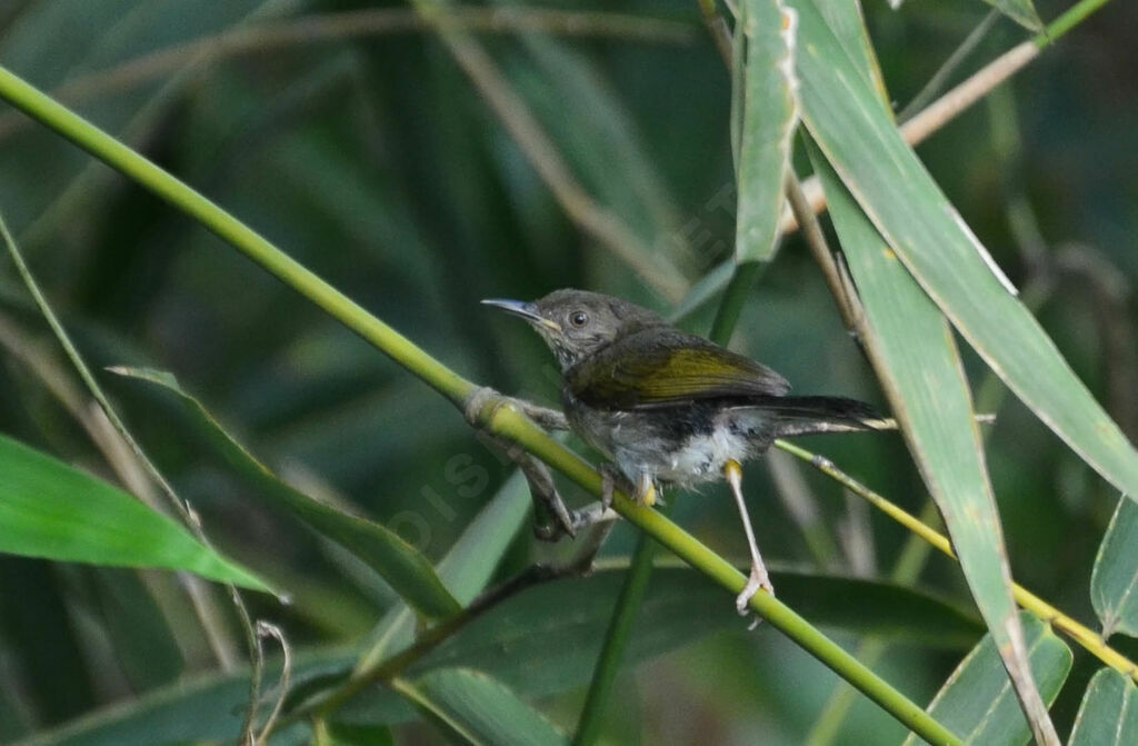 Camaroptère à dos grisjuvénile, identification