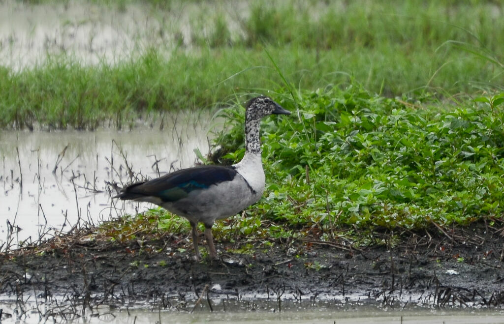 Canard à bosseadulte, identification