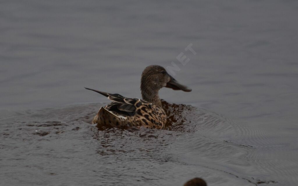 Canard souchet femelle adulte