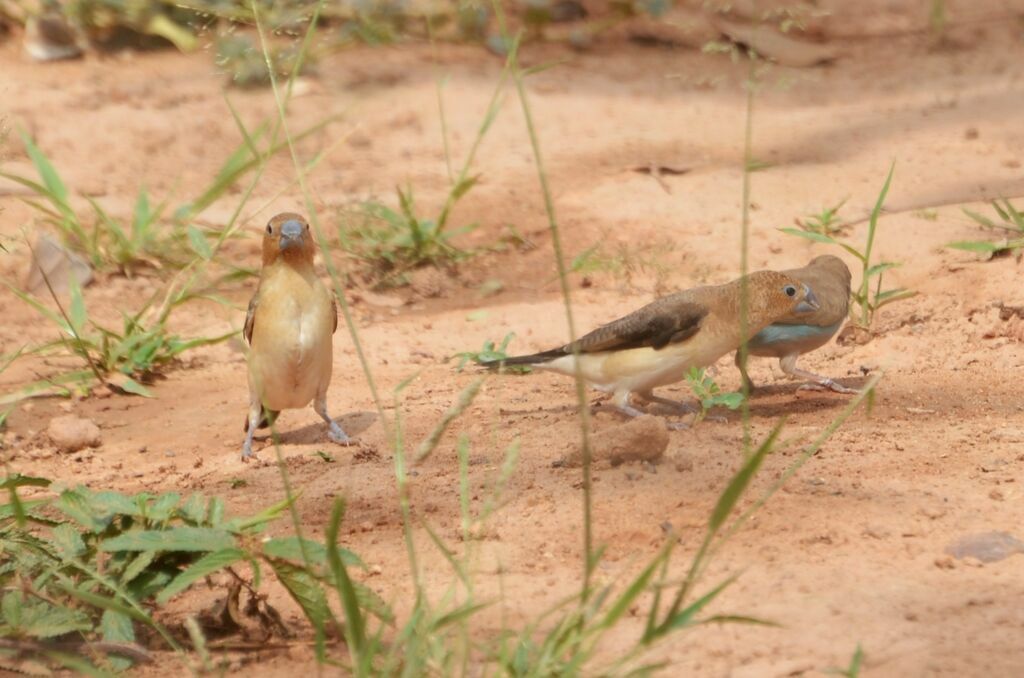 African Silverbilladult, identification