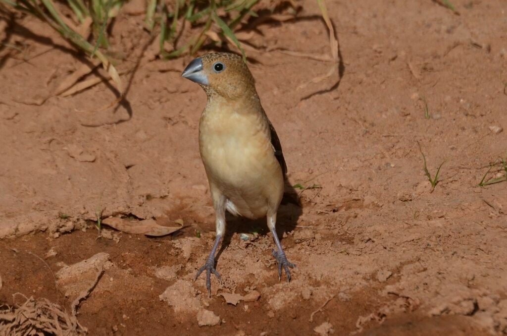 Capucin bec-d'argentadulte, identification