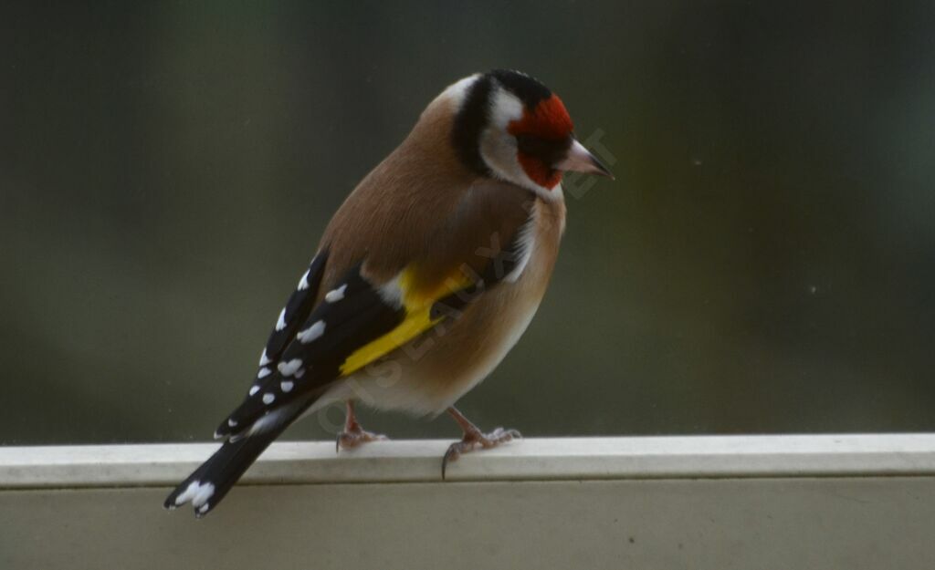 European Goldfinchadult, identification