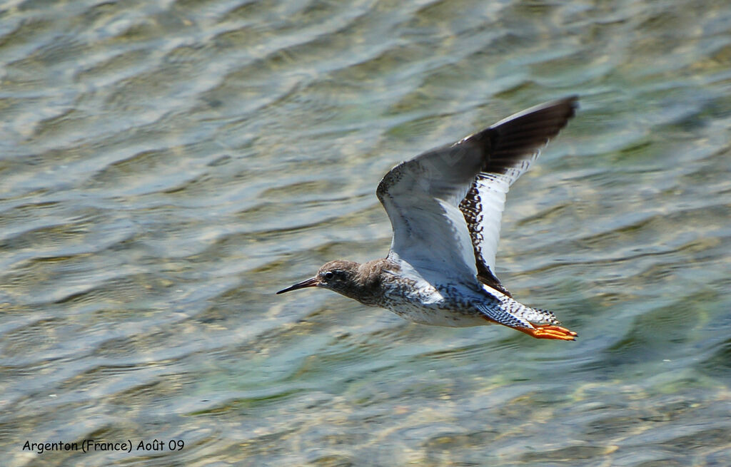 Common Redshank, Flight