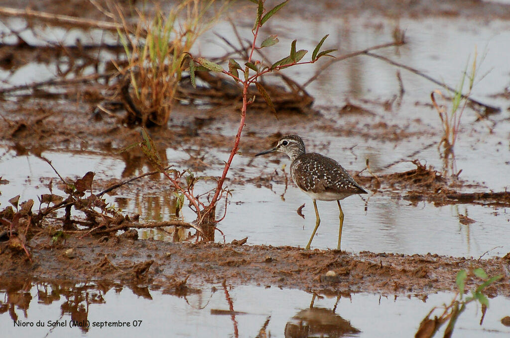 Wood Sandpiper
