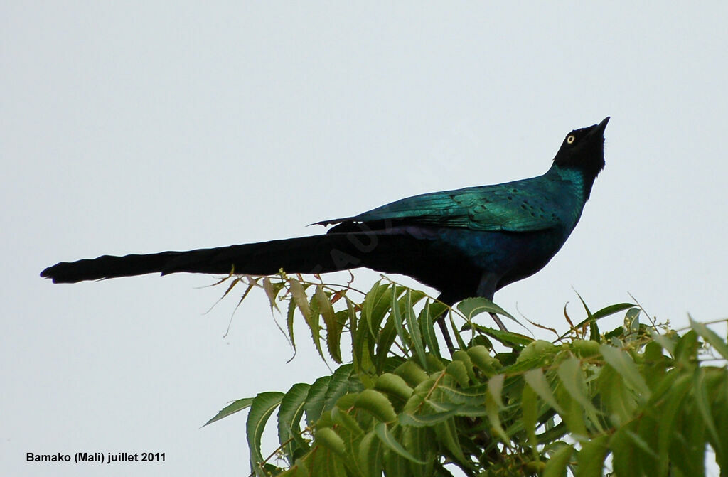 Long-tailed Glossy Starlingadult, identification
