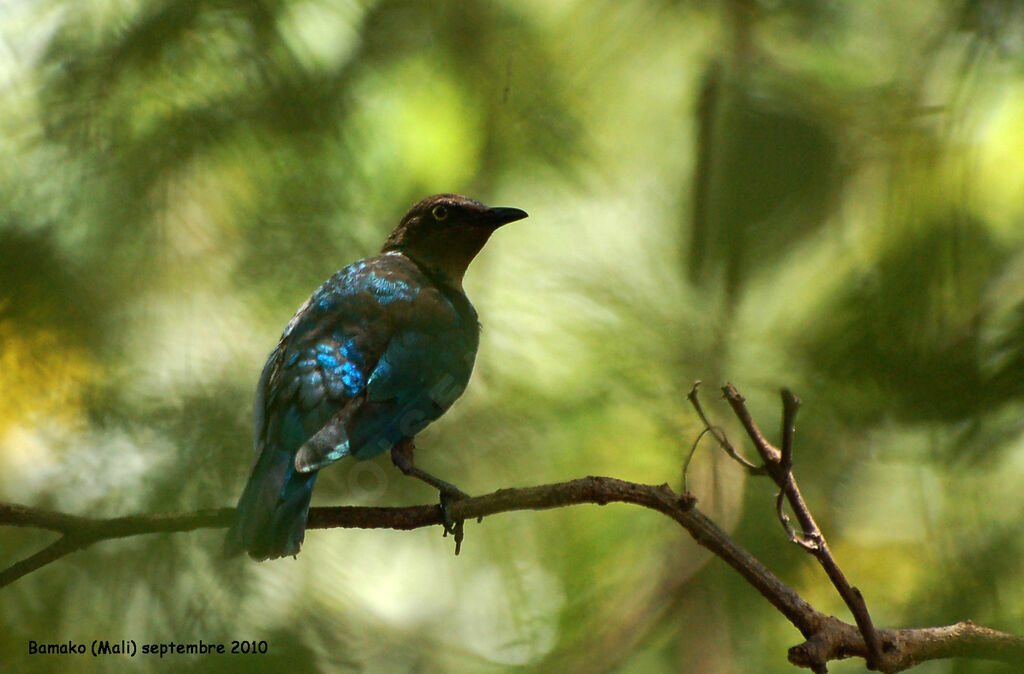 Lesser Blue-eared Starlingimmature