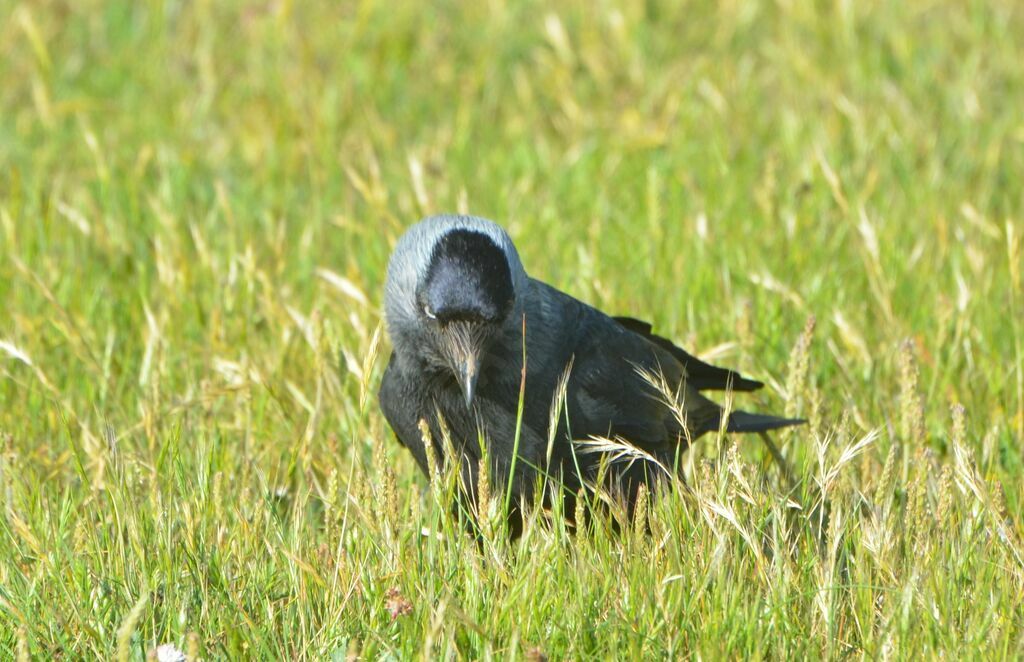 Choucas des toursadulte, identification