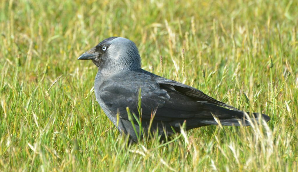 Choucas des tours mâle adulte, identification