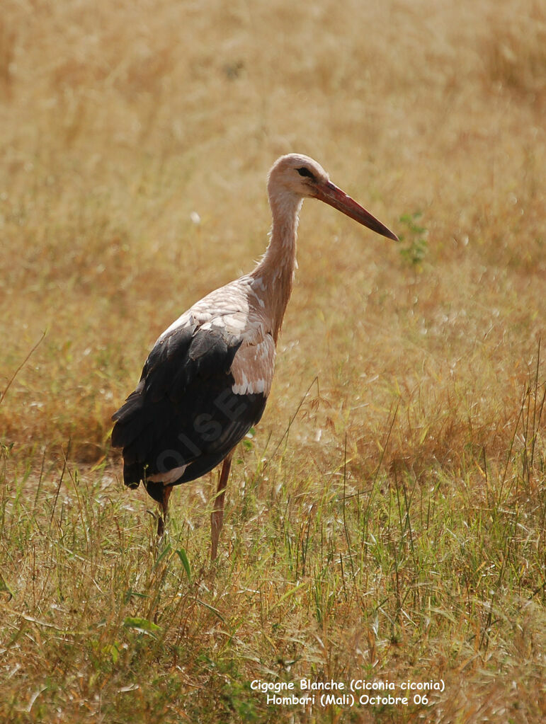 White StorkFirst year