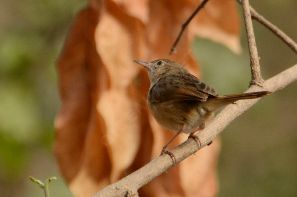 Short-winged Cisticolaadult, identification