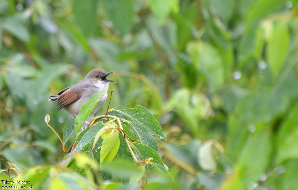 Cisticole chanteuseadulte nuptial, identification