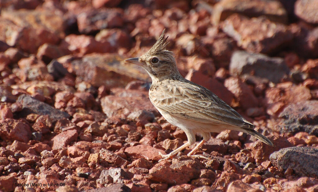 Cochevis huppé