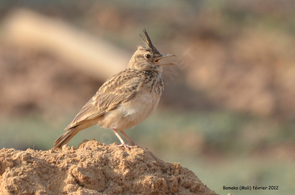 Cochevis huppéadulte