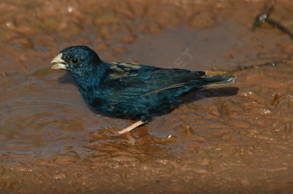 Combassou du Sénégal mâle adulte, identification