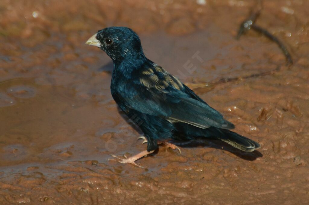 Combassou du Sénégal mâle adulte, identification