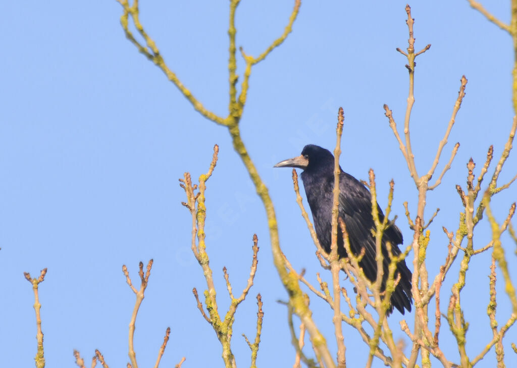 Corbeau freuxadulte