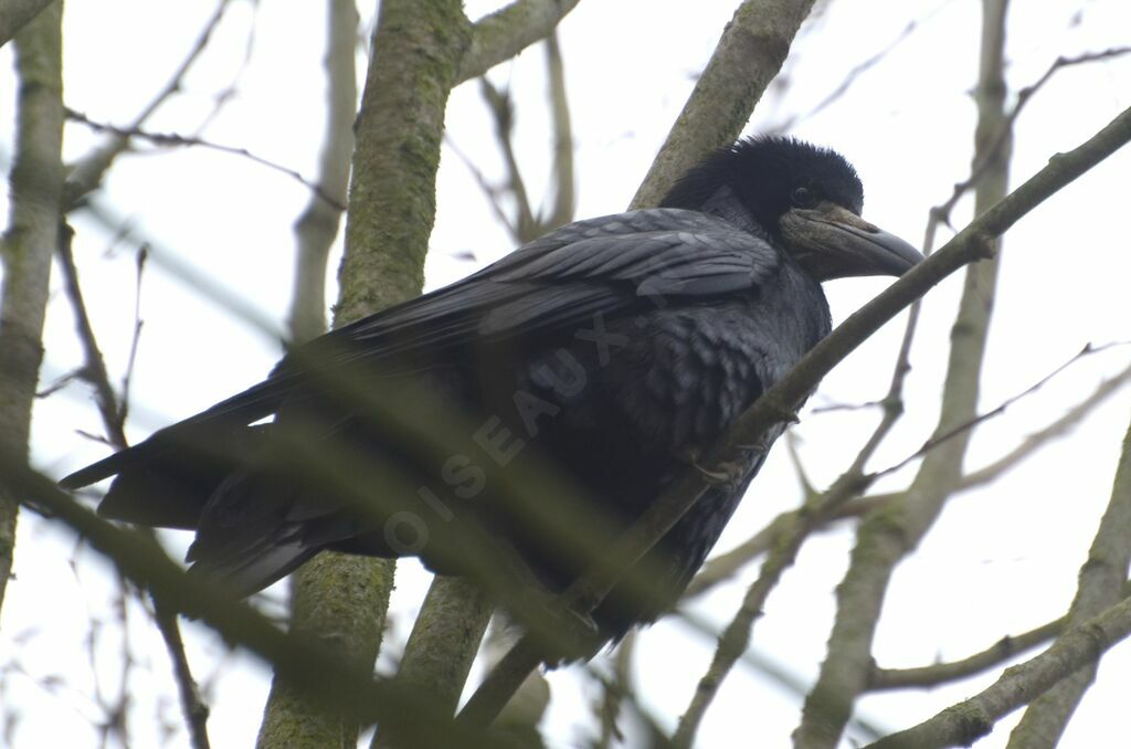 Corbeau freuxadulte, identification