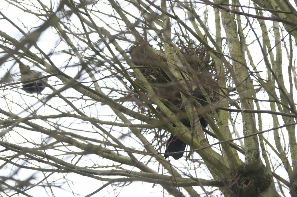 Corbeau freux, Nidification