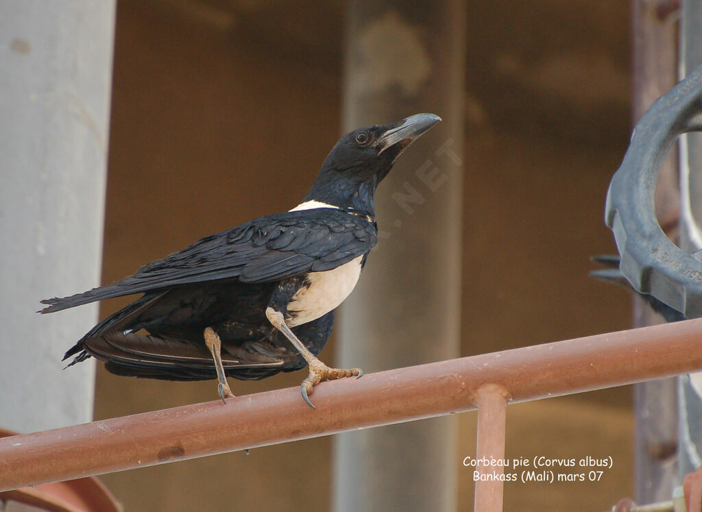 Pied Crowadult