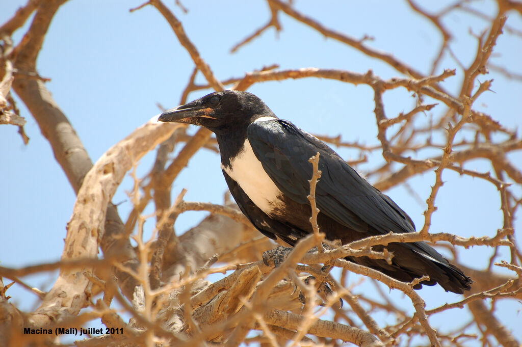 Corbeau piejuvénile, Nidification