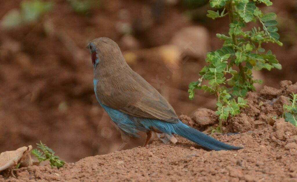 Cordonbleu à joues rougesadulte, identification