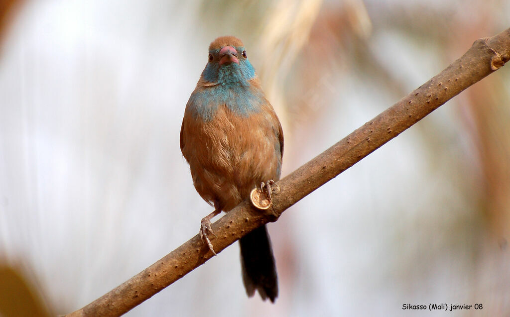 Cordonbleu à joues rougesimmature