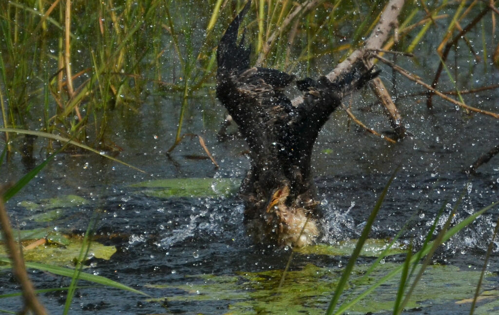 Reed Cormorantadult, care