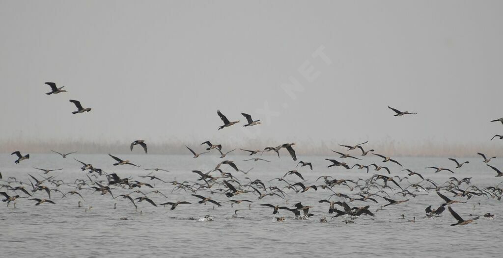 Reed Cormorant, fishing/hunting