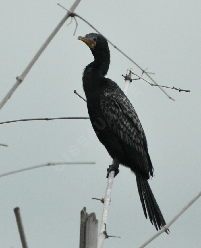 Reed Cormorantadult