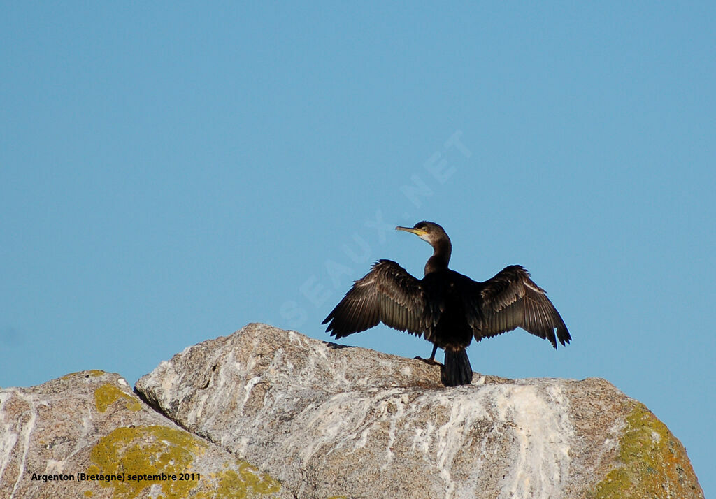 Cormoran huppéimmature, Comportement