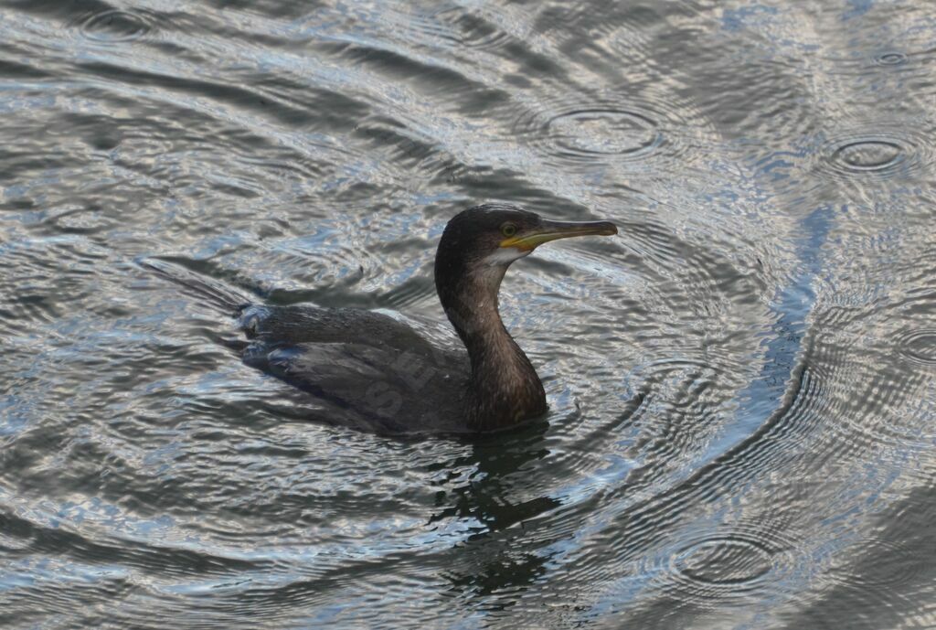 Cormoran huppéadulte, pêche/chasse