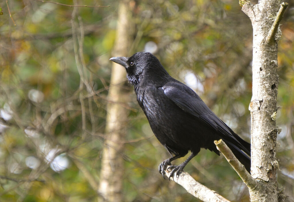 Carrion Crowadult, identification