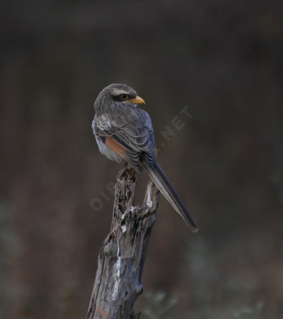 Yellow-billed Shrikeadult, identification