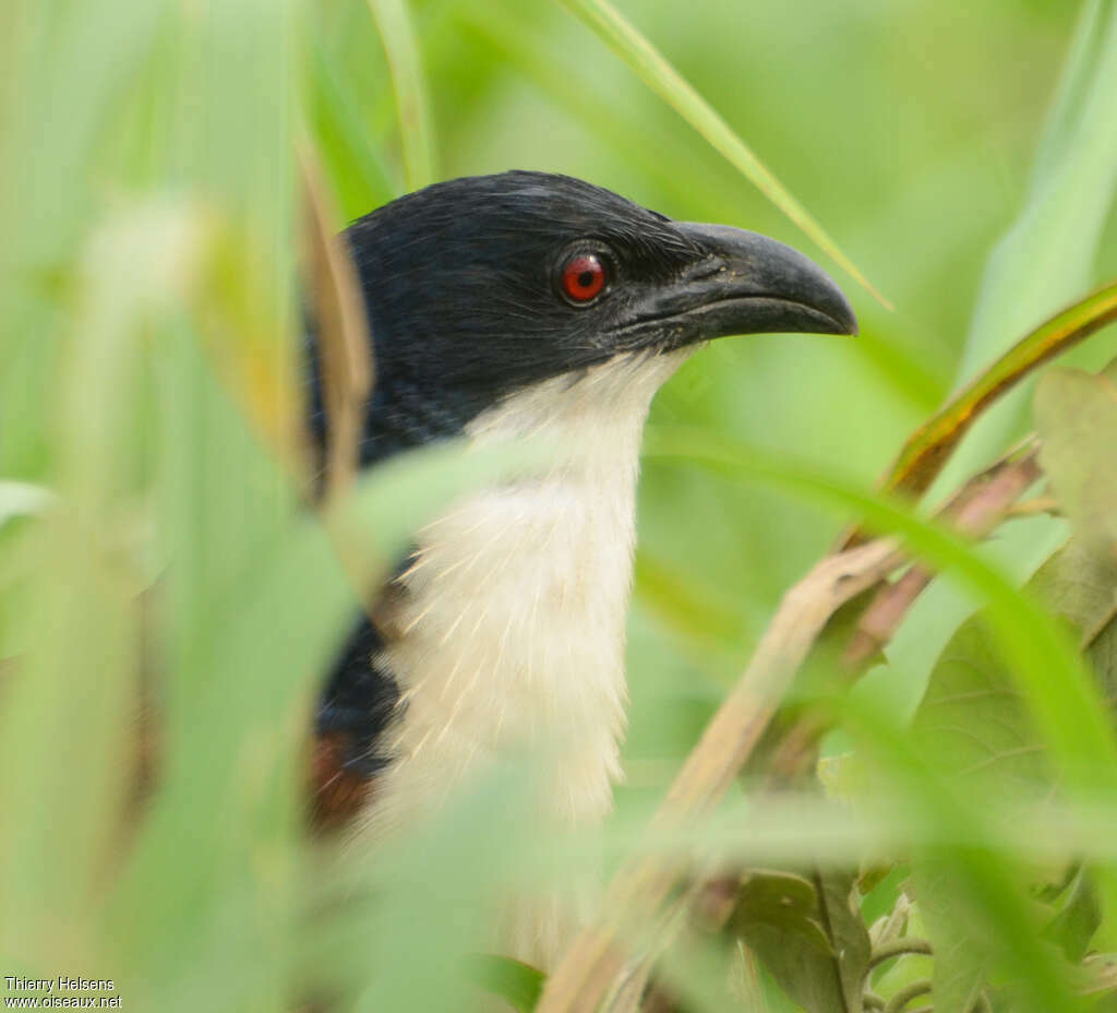 Coucal à nuque bleueadulte, portrait