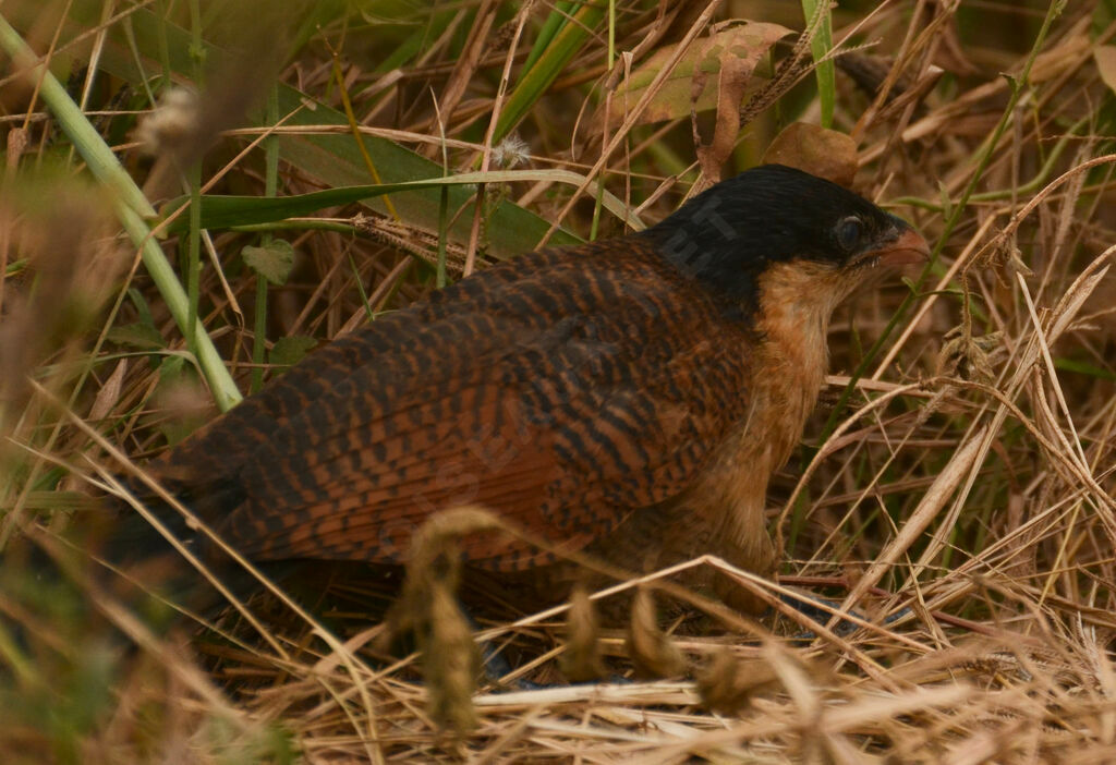 Coucal à nuque bleuejuvénile, identification