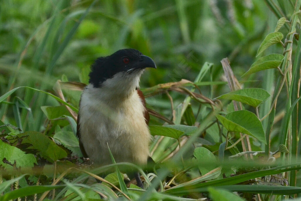 Blue-headed Coucaladult
