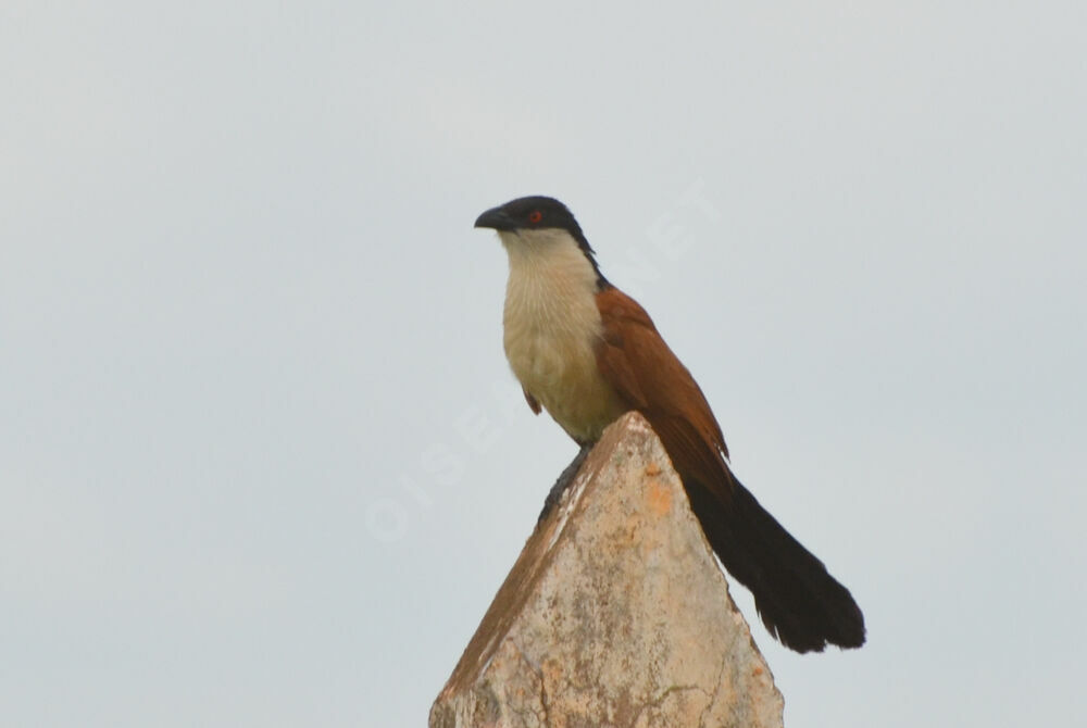 Senegal Coucaladult