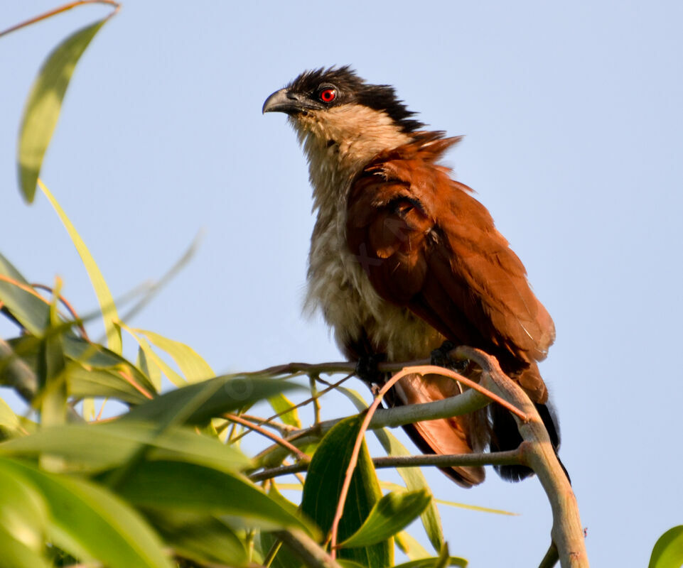 Senegal Coucal