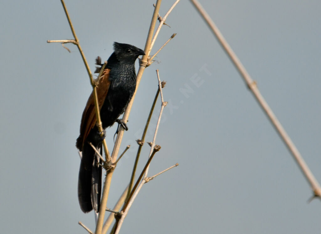 Coucal noiradulte nuptial, identification