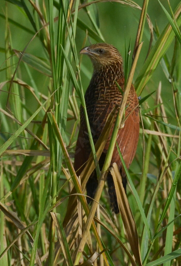 Coucal noiradulte internuptial, identification