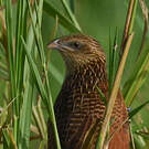 Coucal noir