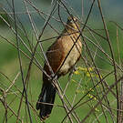 Coucal noir