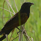 Coucal noir
