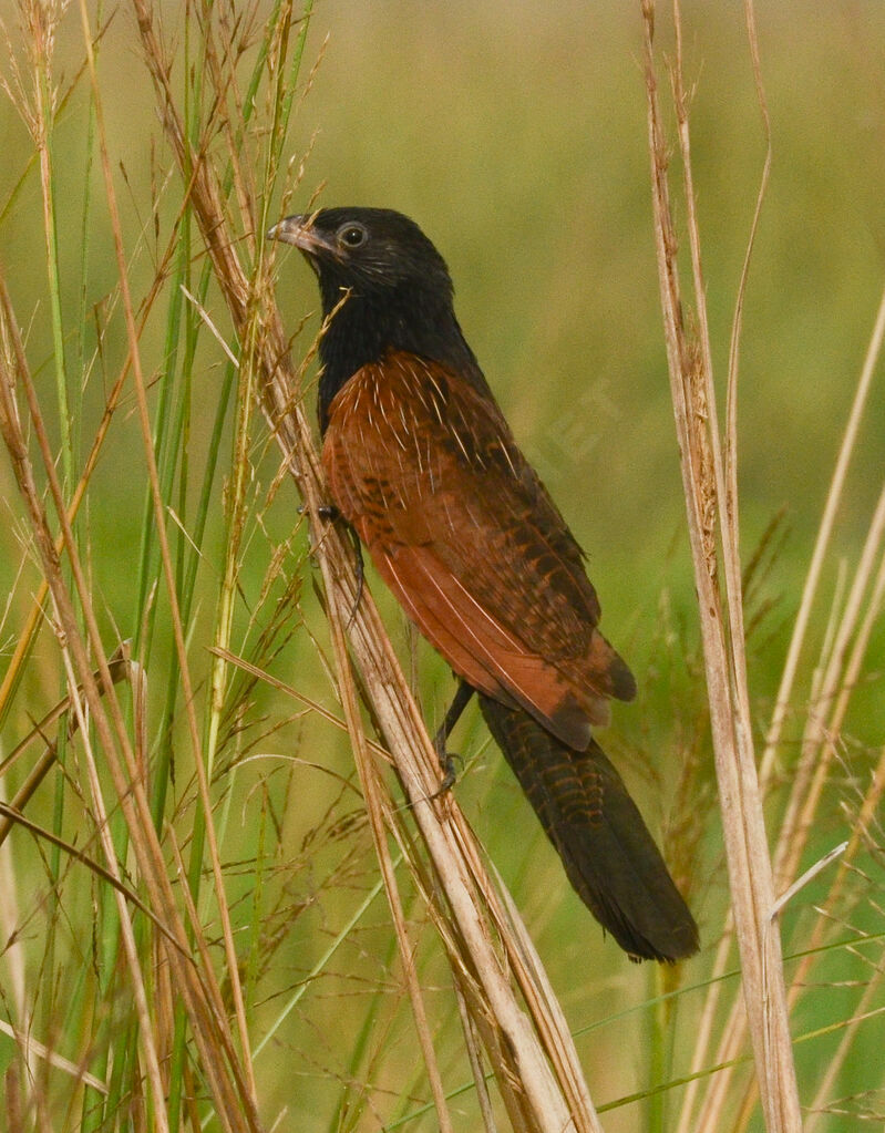 Coucal noiradulte, identification