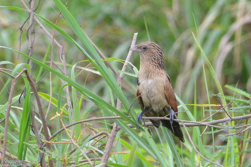 Coucal noiradulte internuptial, identification