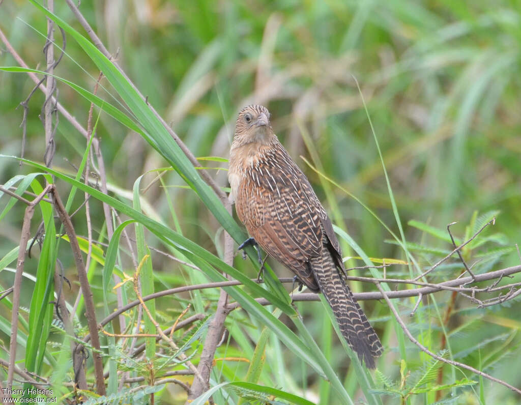Coucal noiradulte internuptial, identification