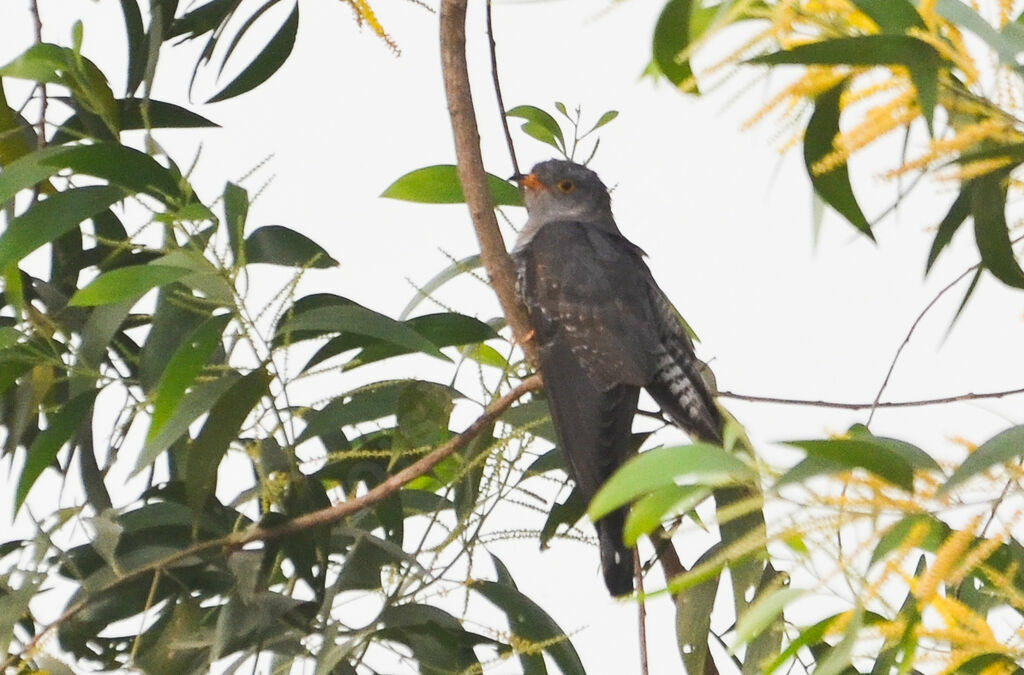 African Cuckooadult, identification