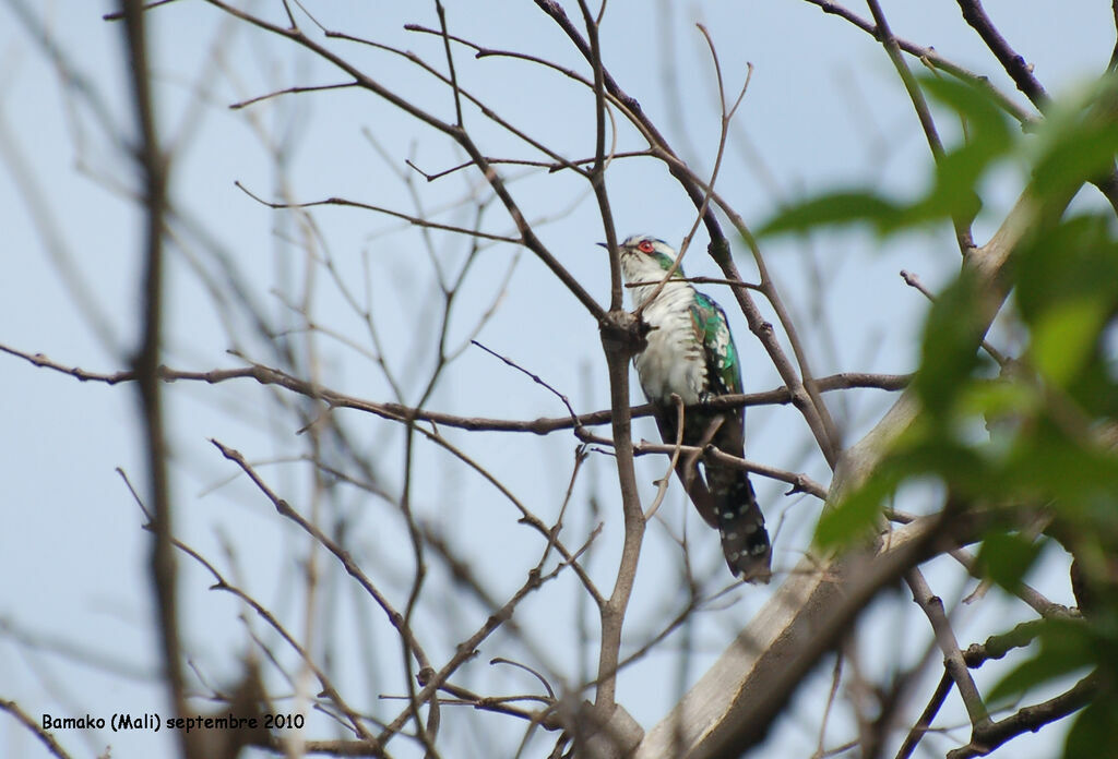 Diederik Cuckoo male adult, identification
