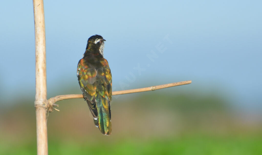 Coucou didric, identification