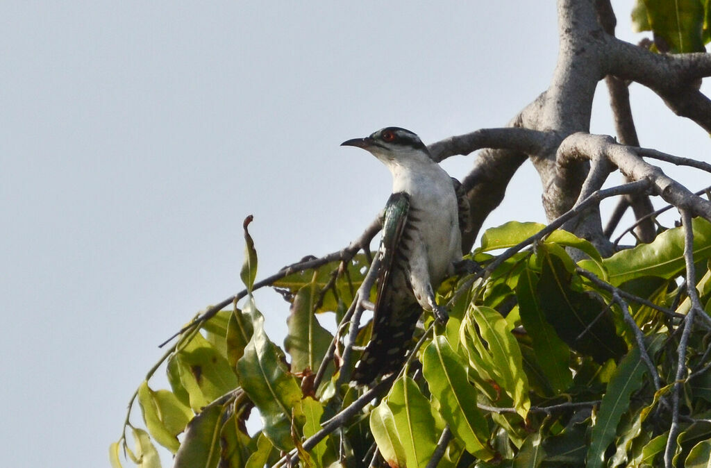Diederik Cuckooadult, identification